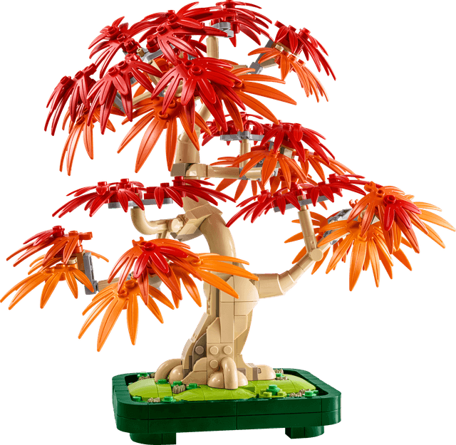 Japanese Red Maple Bonsai Tree