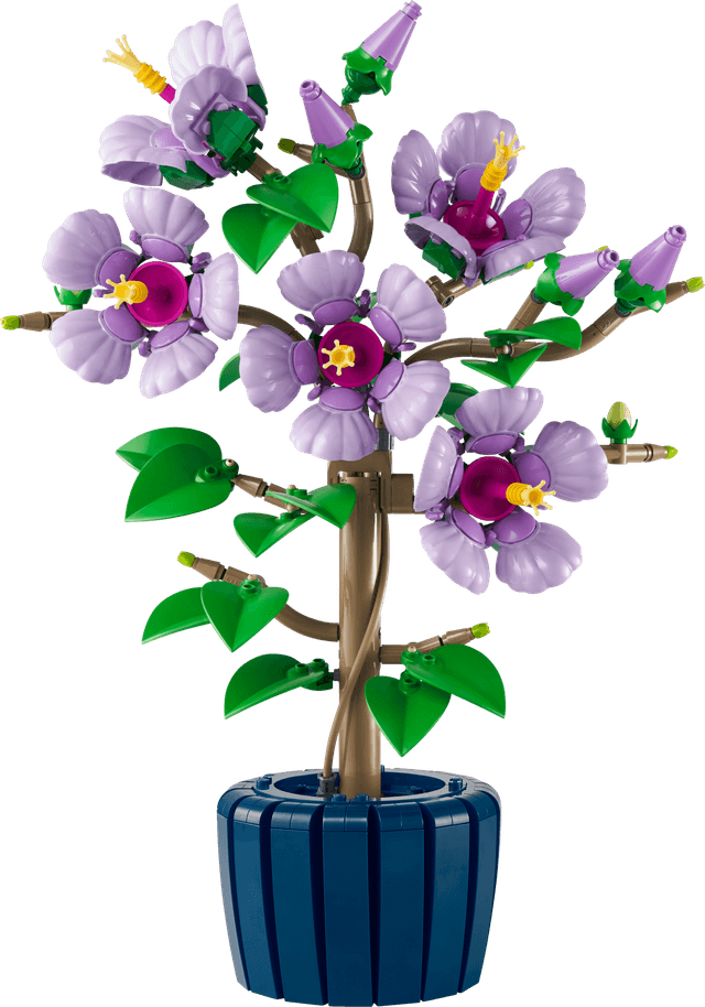 Hibiscus
