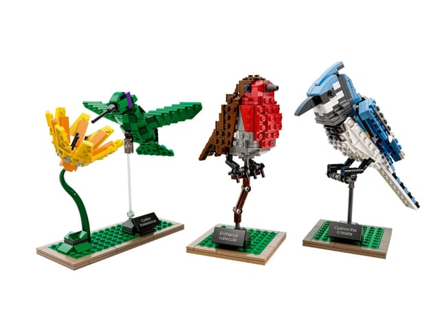 Birds