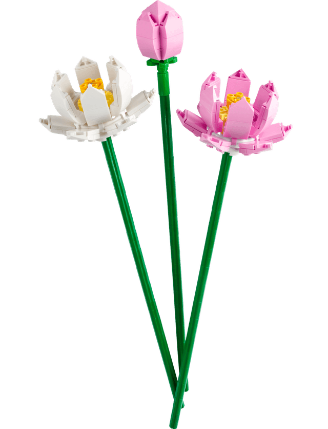 Lotus Flowers