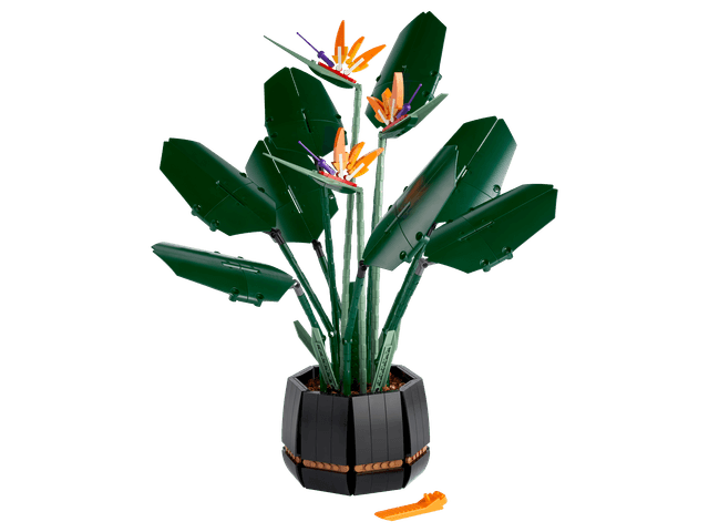 Bird of Paradise