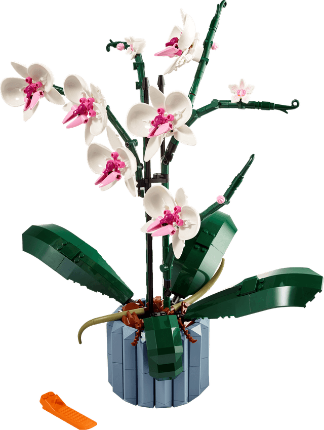 Orchid