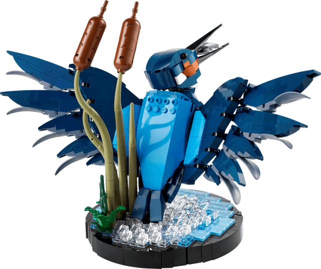 Kingfisher Bird