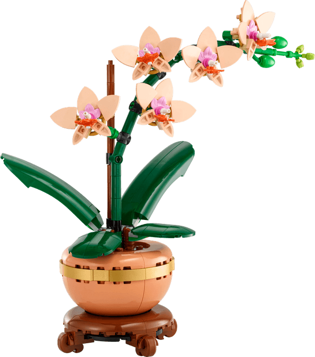 Mini Orchid