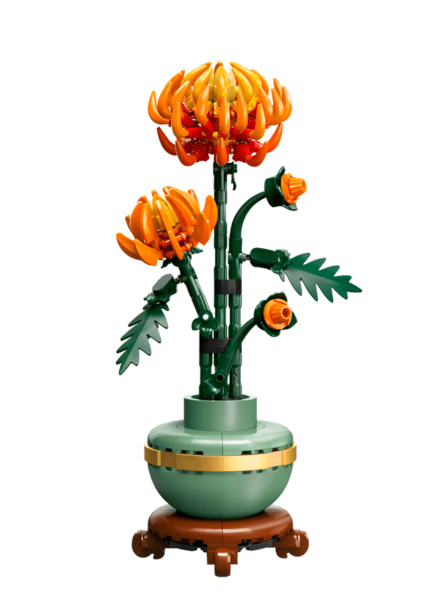 Chrysanthemum