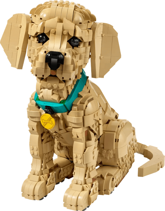 Golden Retriever Puppy