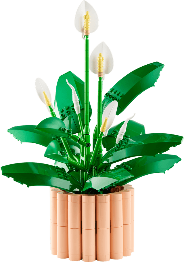 Peace Lily