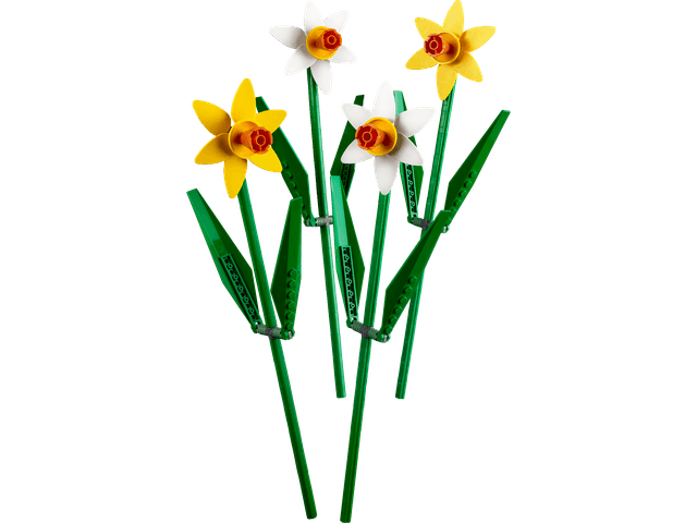 Daffodils