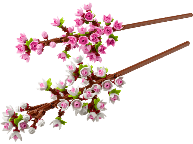 Cherry Blossoms